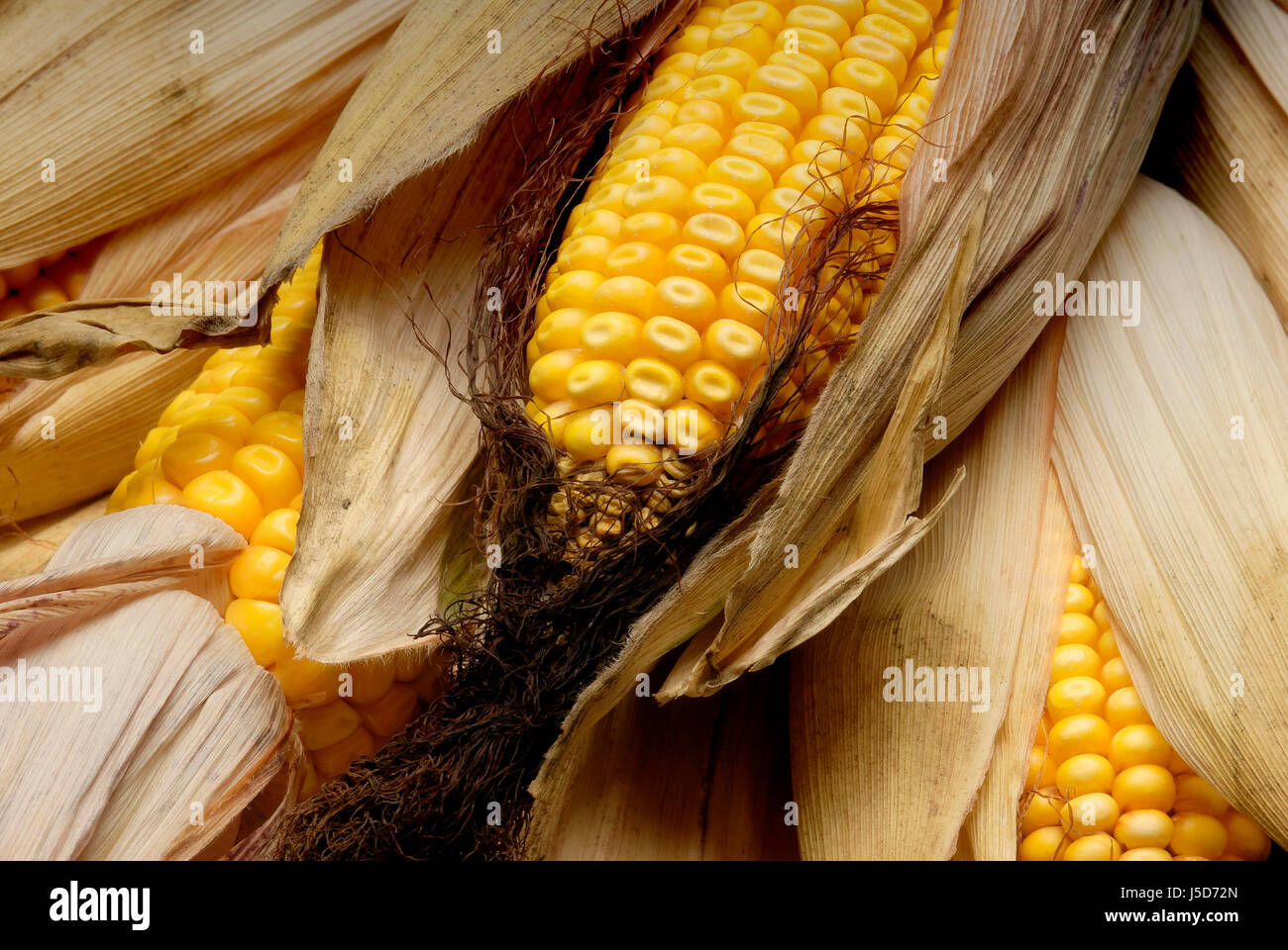 useful plant field corn corncob harvest time basic foods genetic engineering Stock Photo