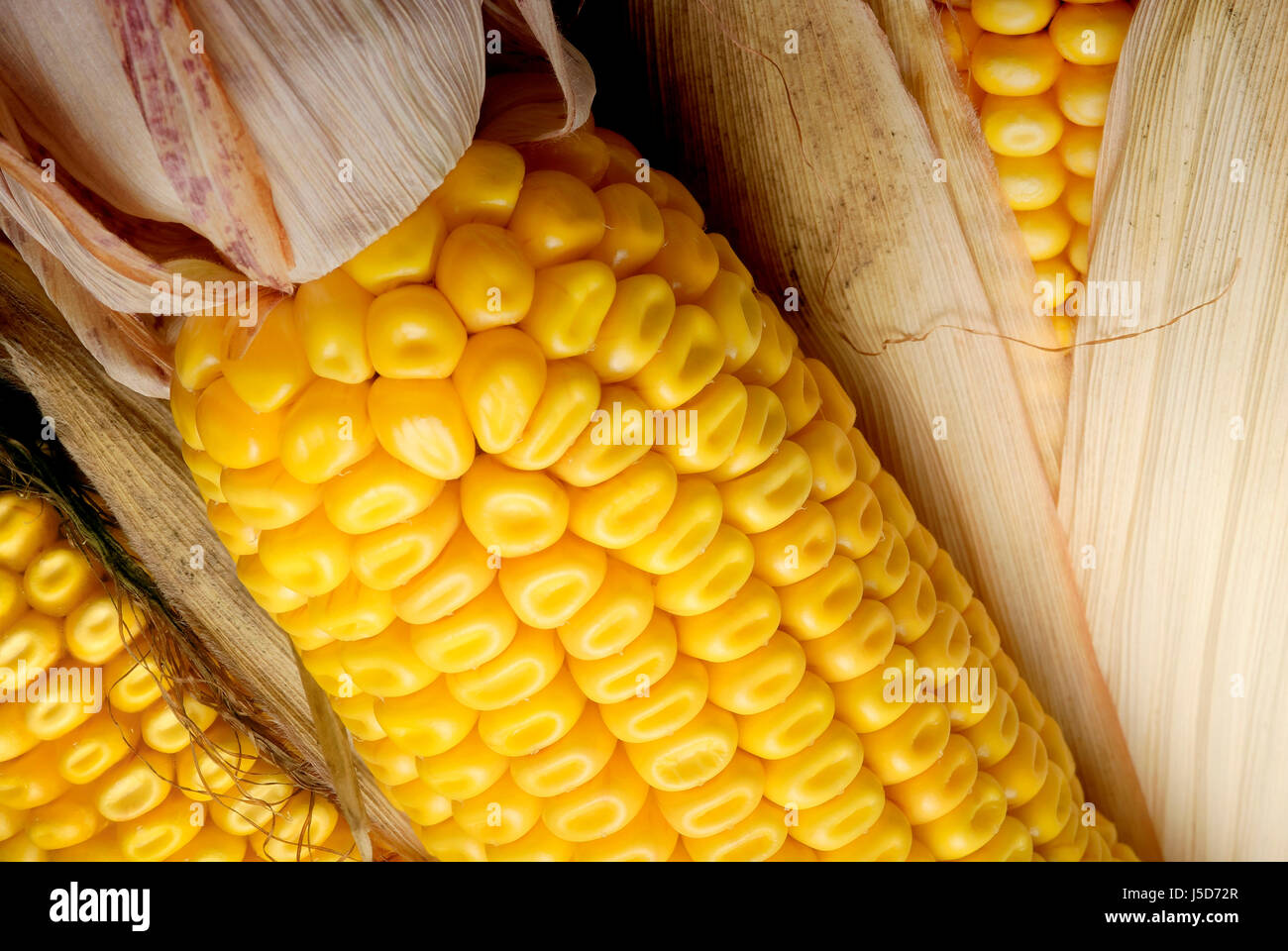 macro close-up macro admission close up view useful plant corncob harvest time Stock Photo