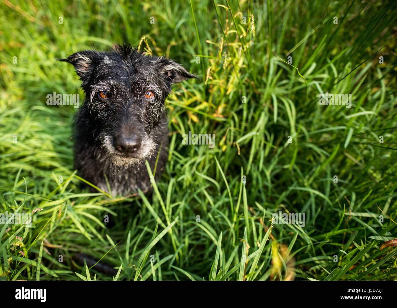 Cute black dog in green grass Stock Photo - Alamy