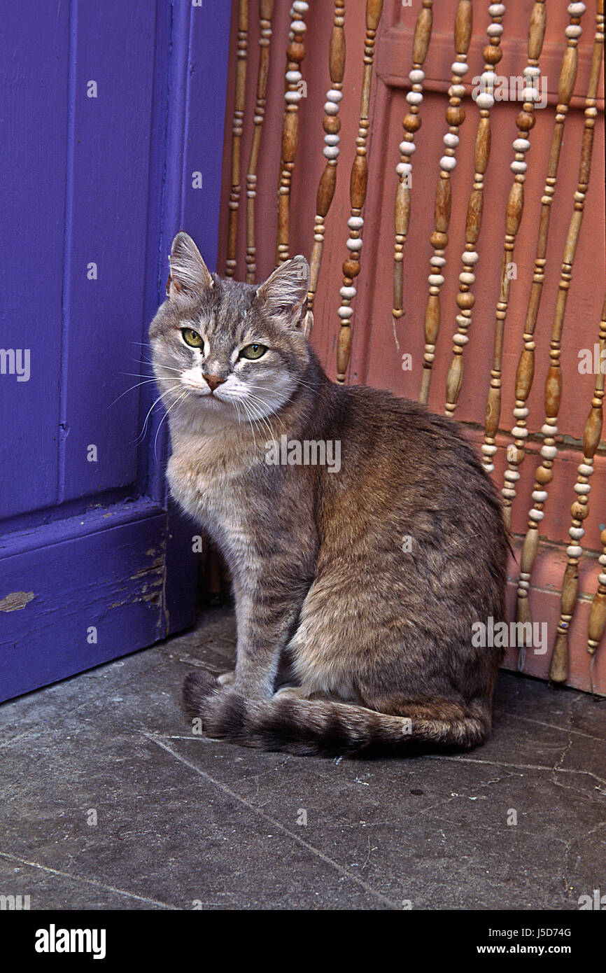 wait waiting pets cats quiet calm pussycat cat domestic cat domestic