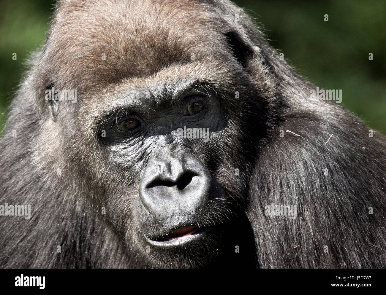 Female Mouth Africa Face Portrait Eyes Look Glancing See View Looking 