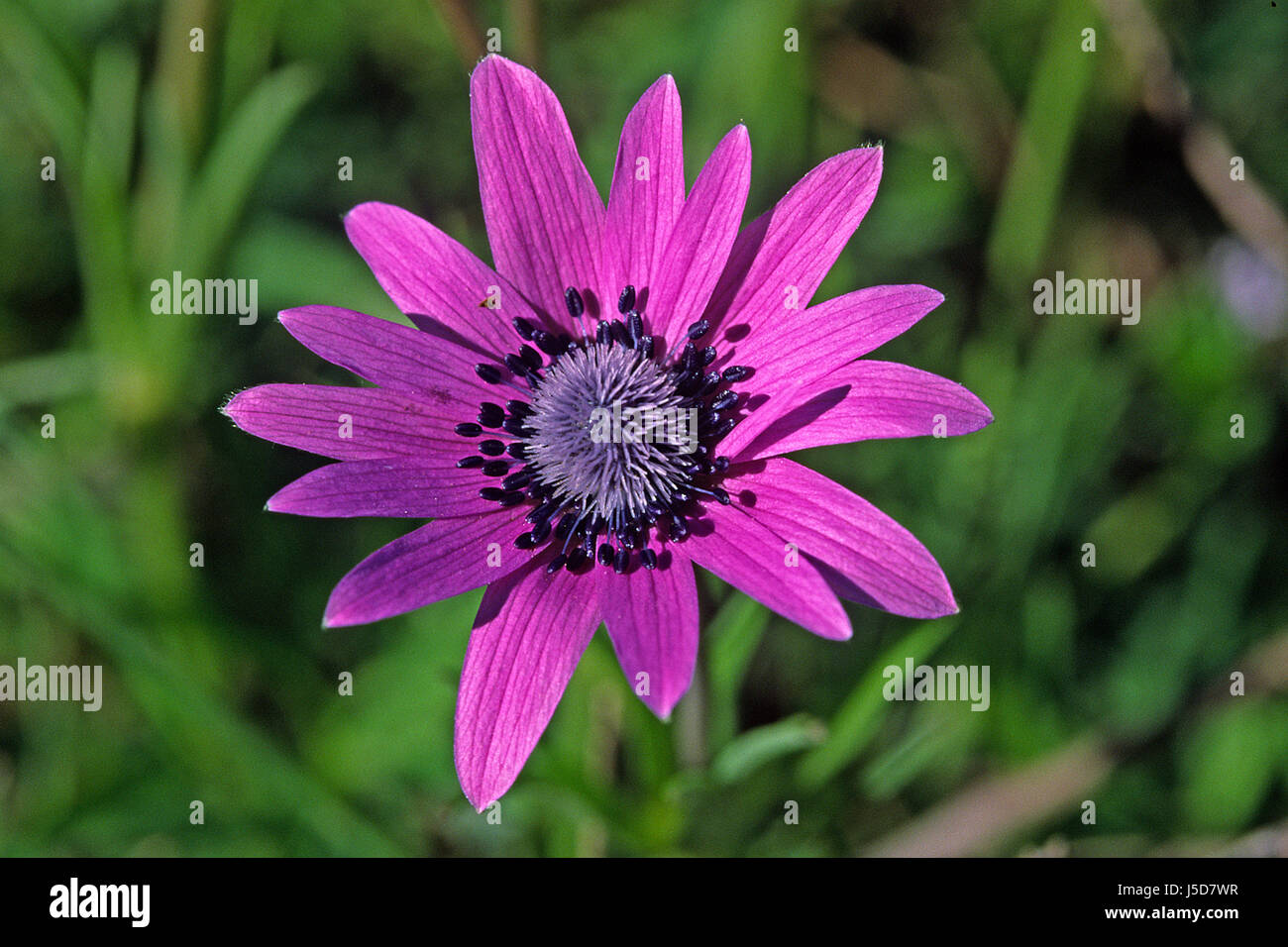 garden ornamental plants rot red anemone hortensis stern-anemone sternanemone Stock Photo