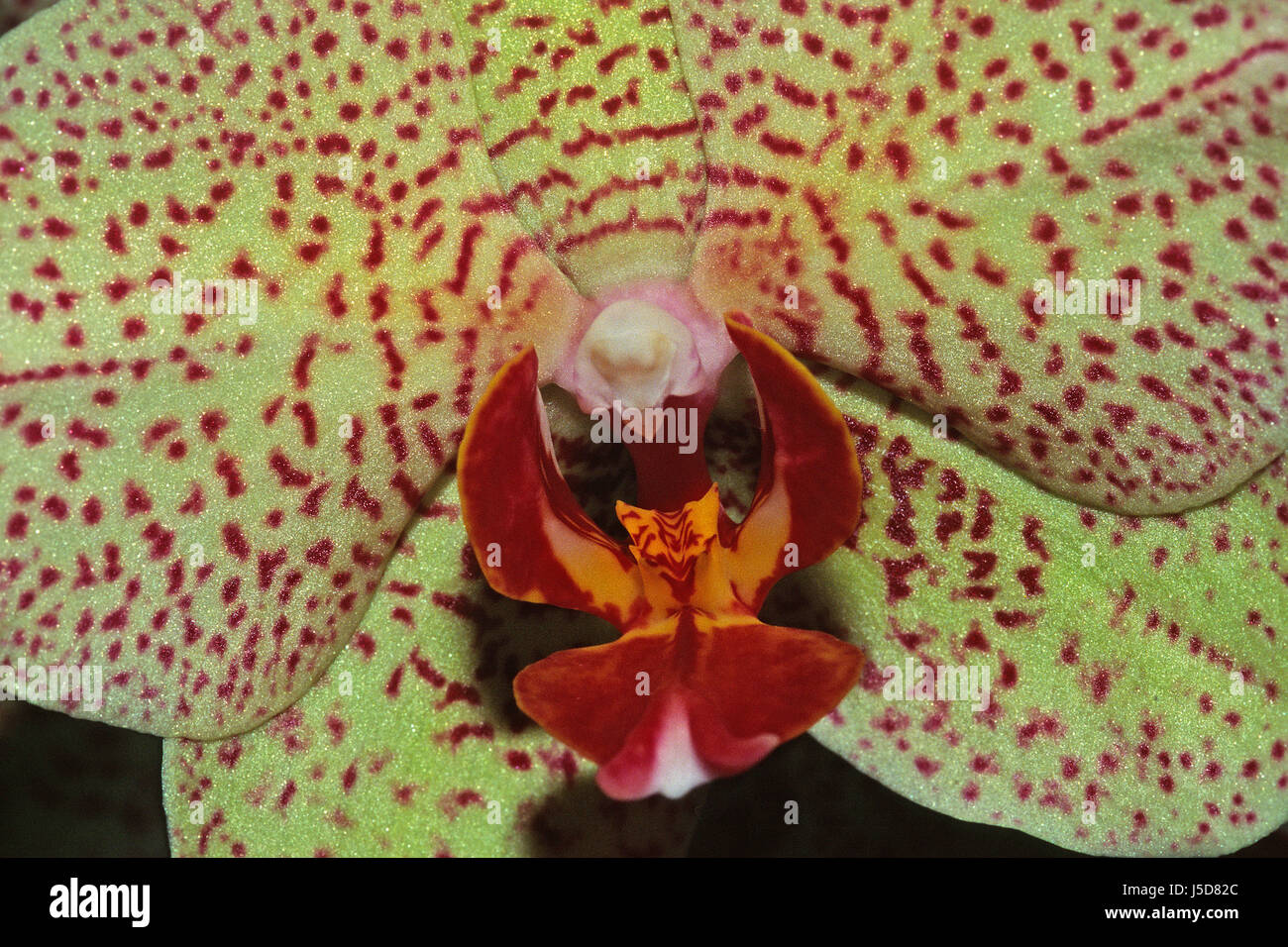 phalaenopsis hybrids,orchid Stock Photo