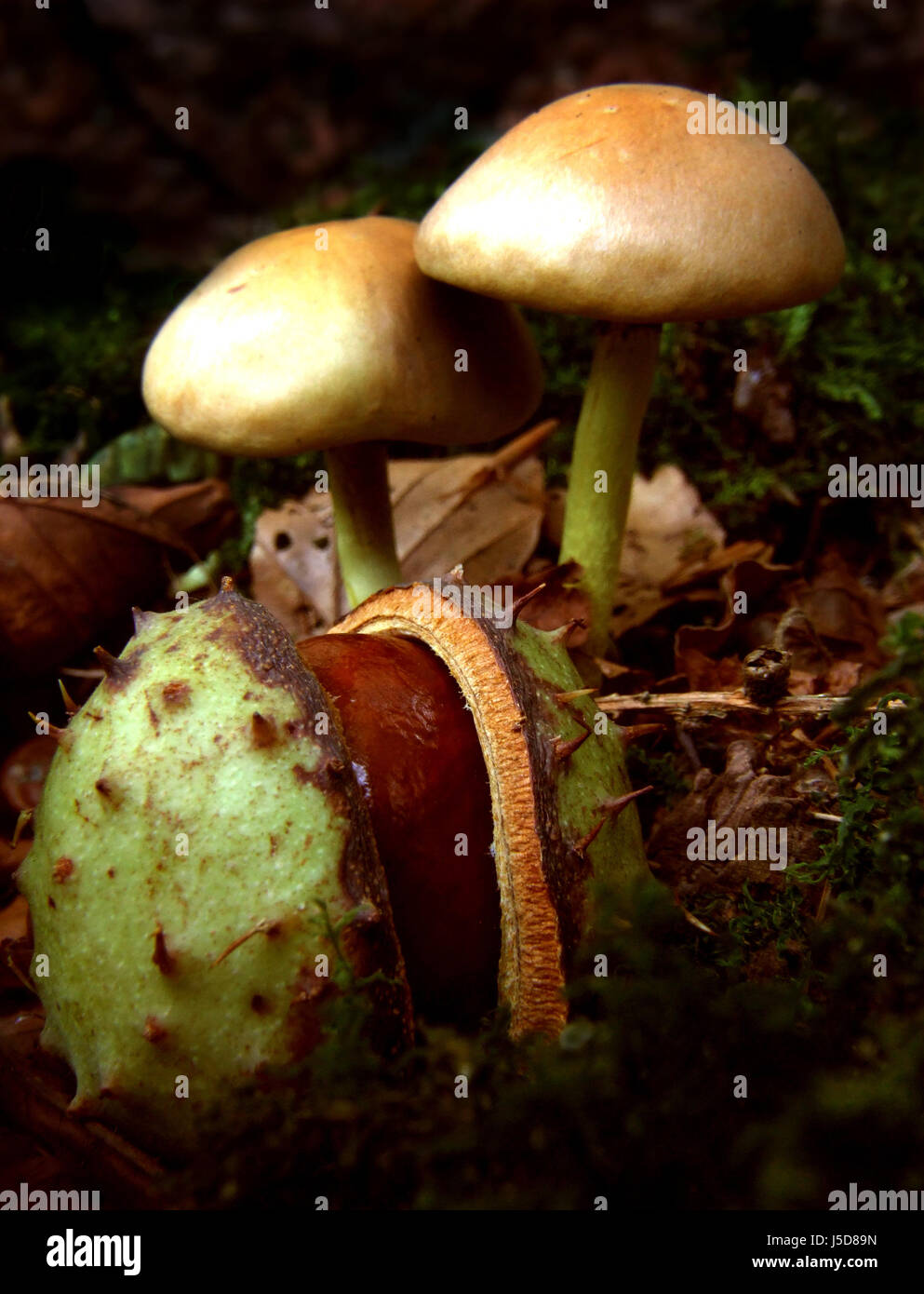 chestnut with mushrooms Stock Photo - Alamy