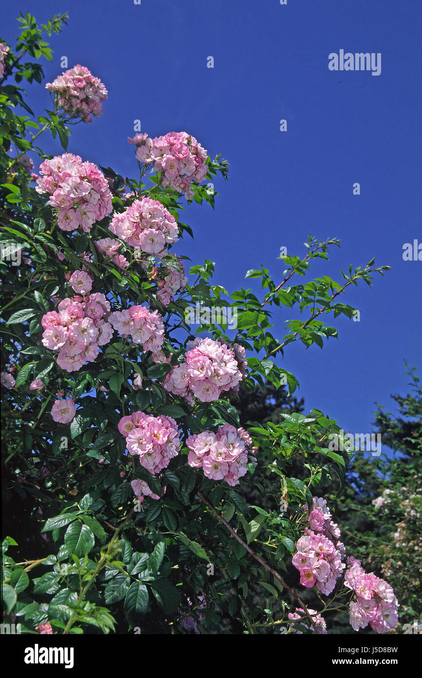 garden flower rose plant roses ornamental plants rosa sorte apple