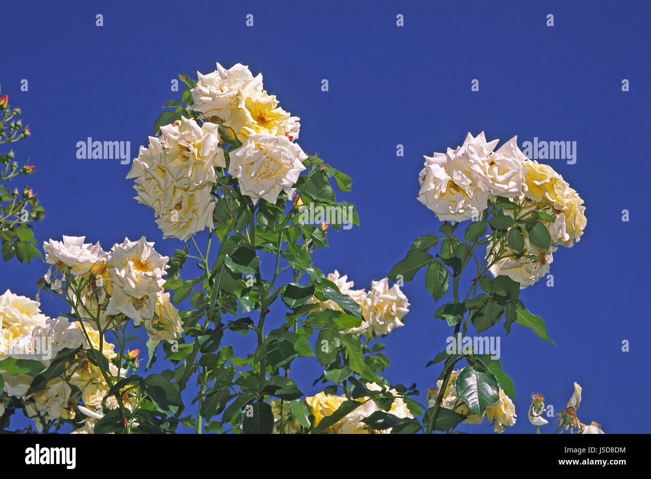 flower rose plant flowers roses ornamental plants pink sorte