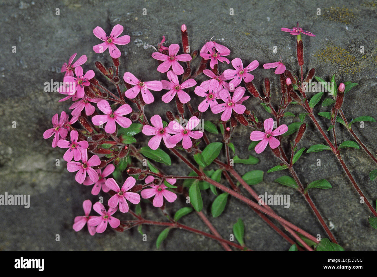 plants rot red saponaria ocymoides rotes seifenkraut kleinbltiges seifenkraut Stock Photo