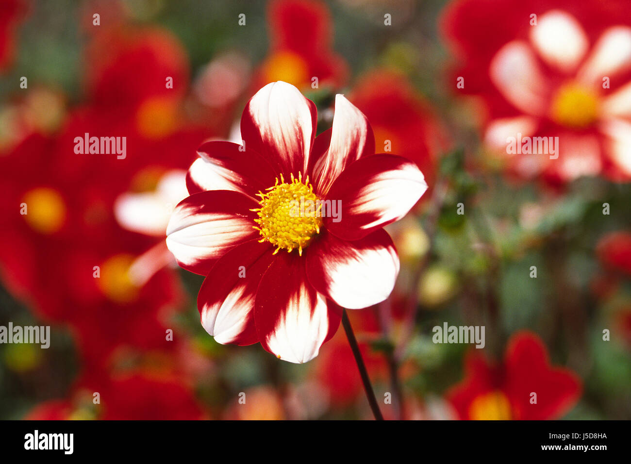 garden anemone ornamental plants rot red fall autumn herbst-anemone herbst Stock Photo