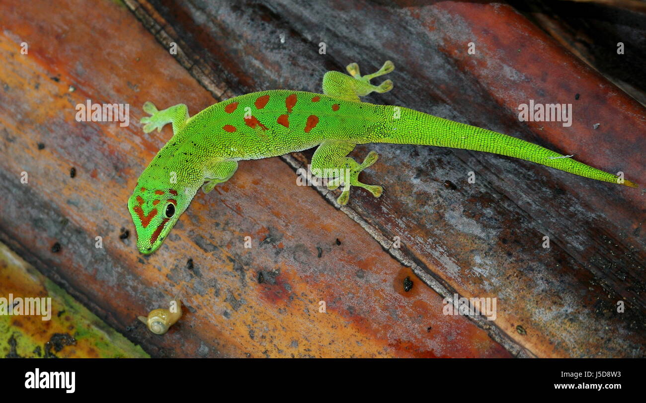 africa reptiles gecko madagascar rainforest rain forest day grosser ...