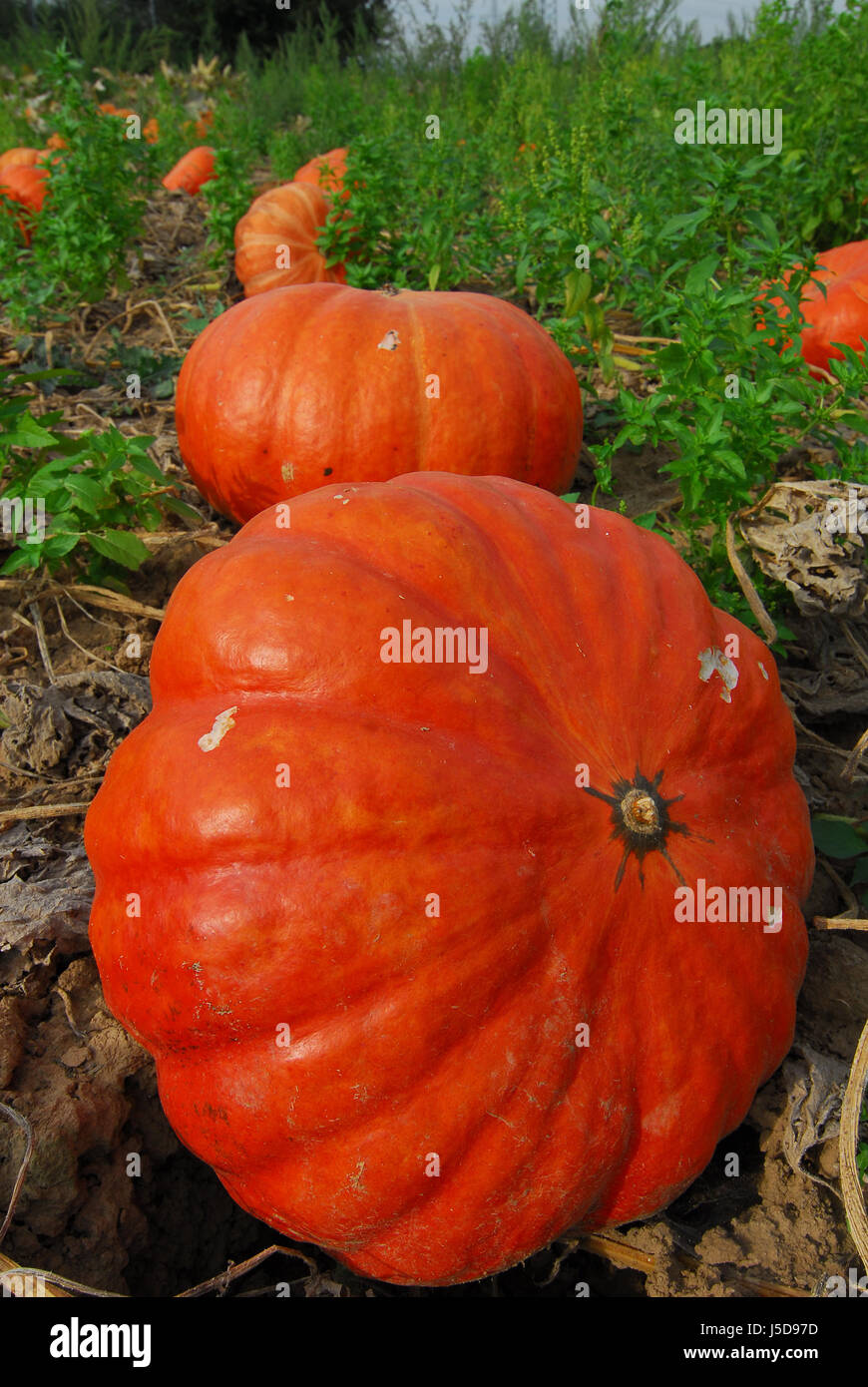 pumpkins on field Stock Photo - Alamy