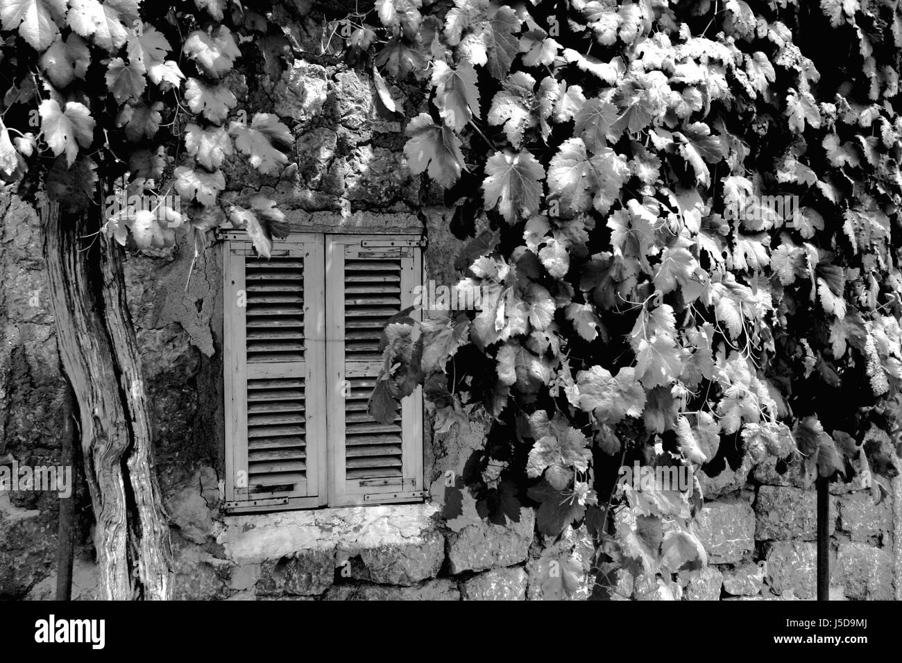 Vine window Black and White Stock Photos & Images - Alamy