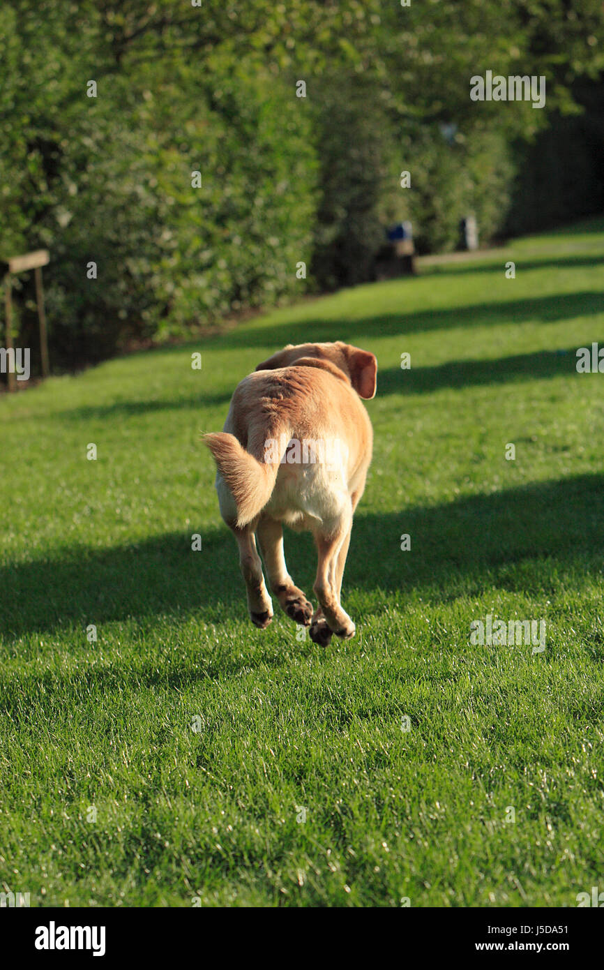 walk go going walking dirt road dog rod male dog trot sport sports run