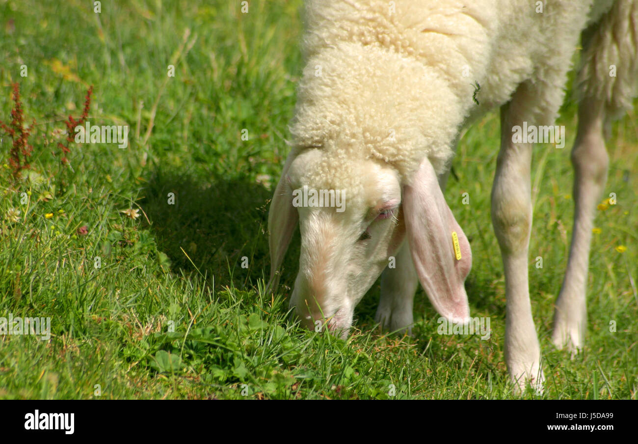 alpine sheep Stock Photo