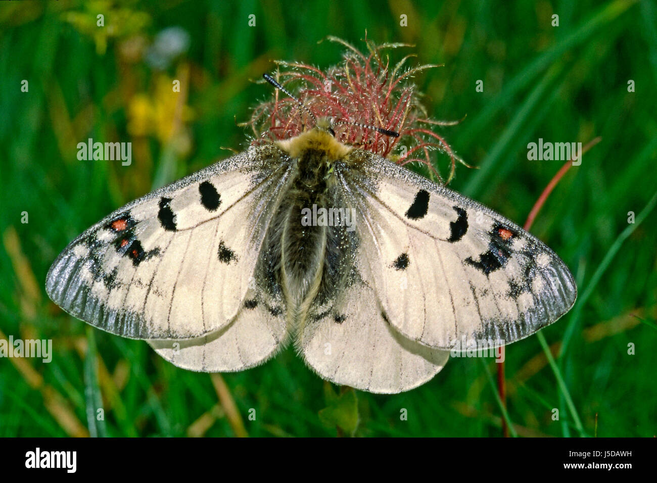 Phoebus apollo hi-res stock photography and images - Alamy