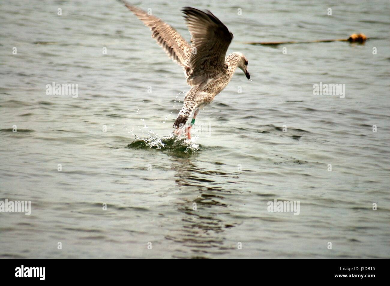 fodder flight bird birds nose dive water baltic sea salt water sea