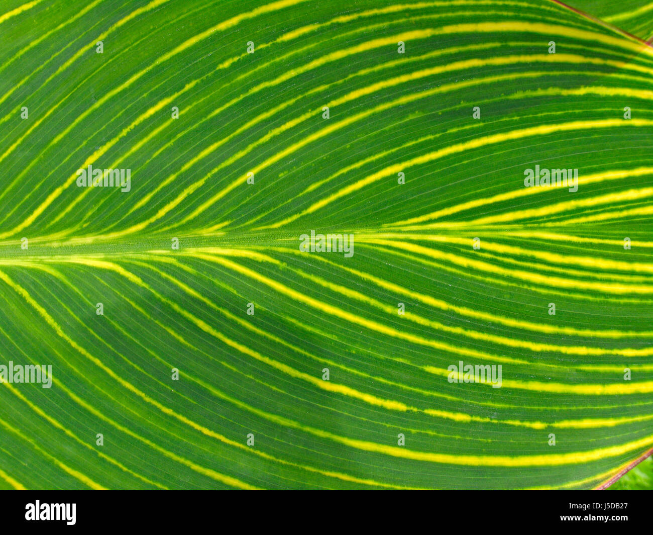 leaf detail,striped leaf Stock Photo Alamy
