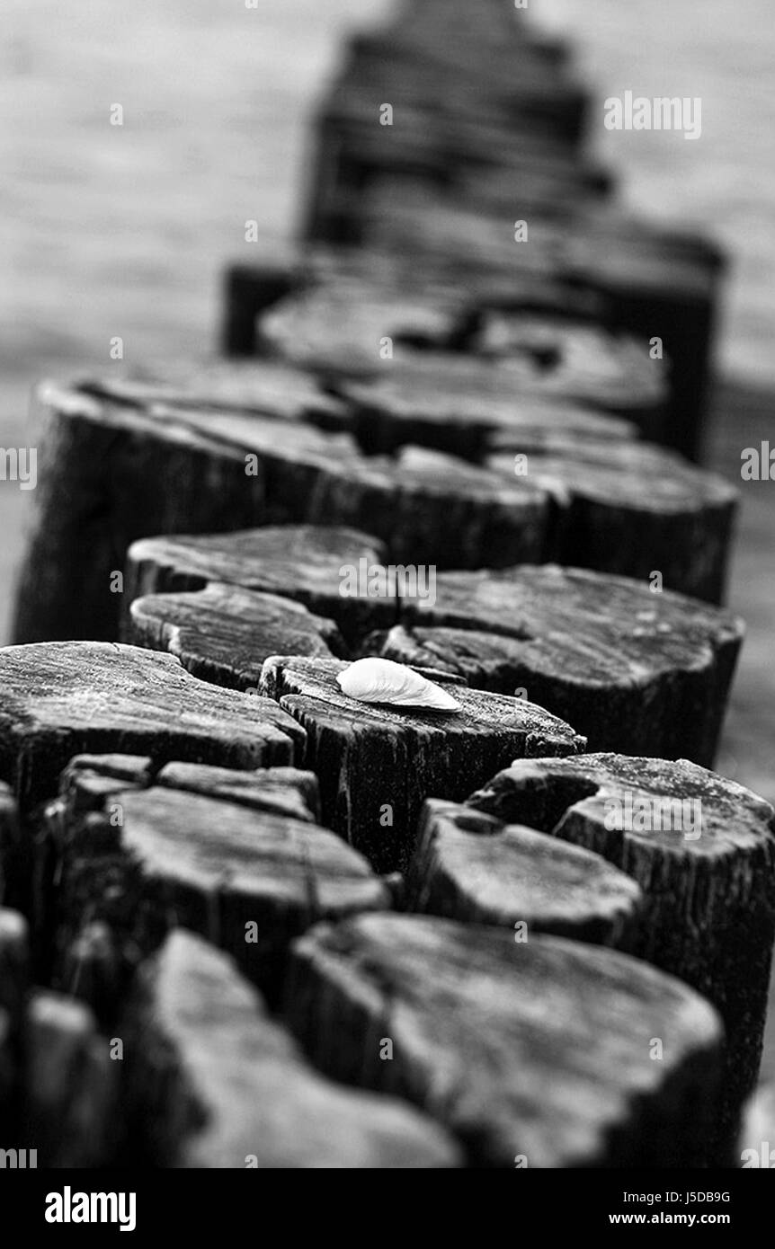 wood bw beach seaside the beach seashore shell stage tides tide stages