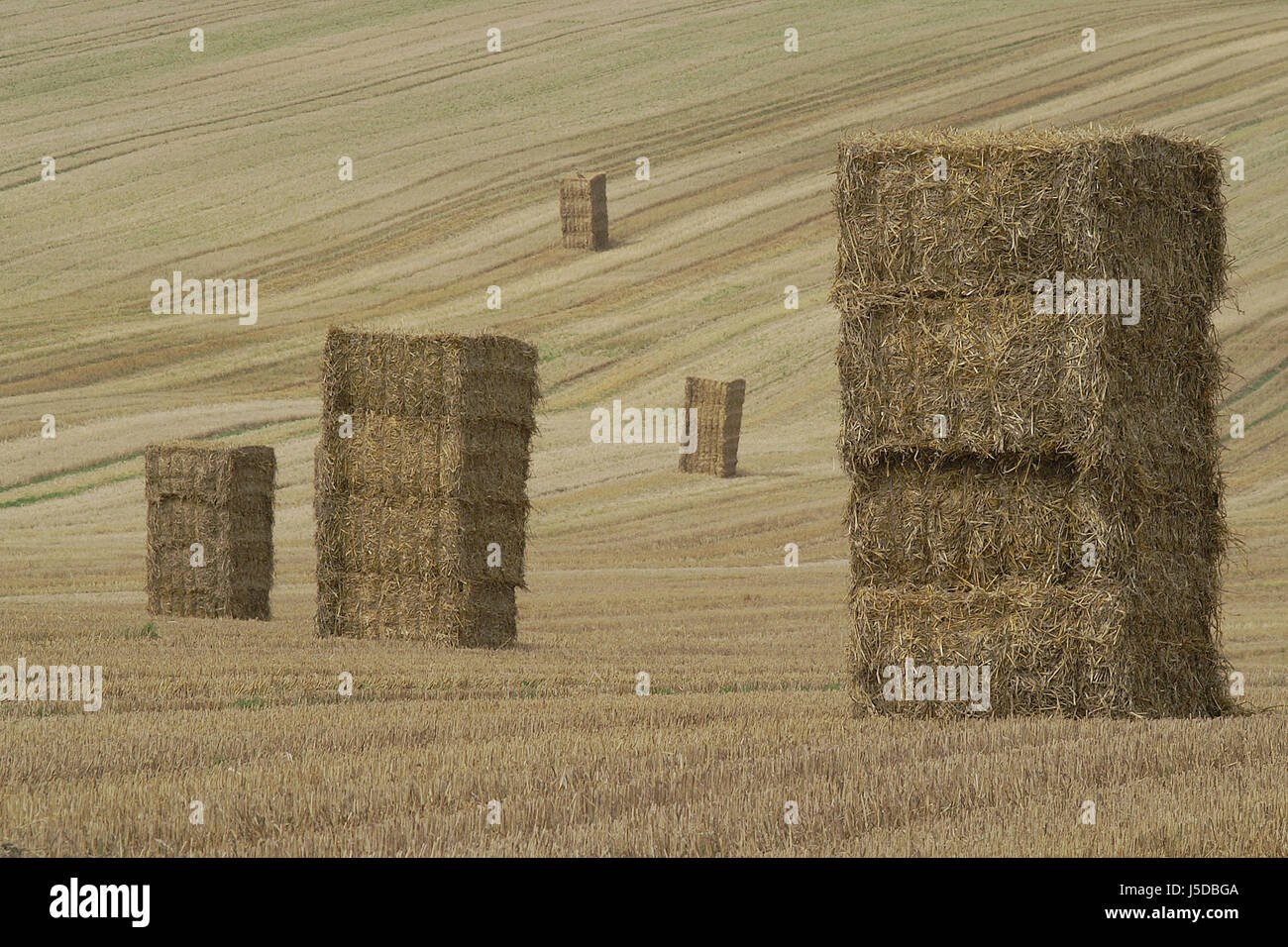 Straw hennsch hi-res stock photography and images - Alamy