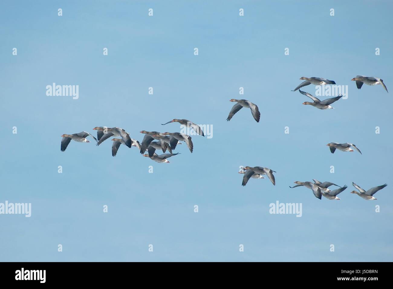 blue flight winter formation tele geese swarm school pull goose pack ...
