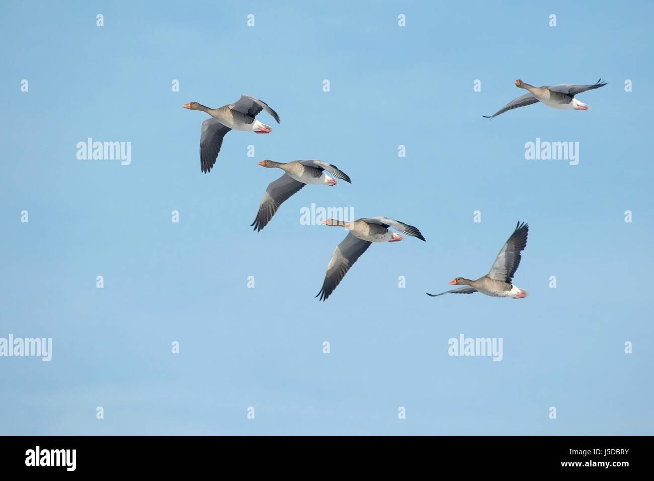 blue flight winter formation tele geese swarm school pull goose pack ...