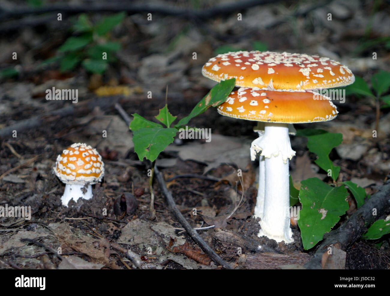 green leaves branches branch fly agaric poison mushroom fungus orange forest Stock Photo