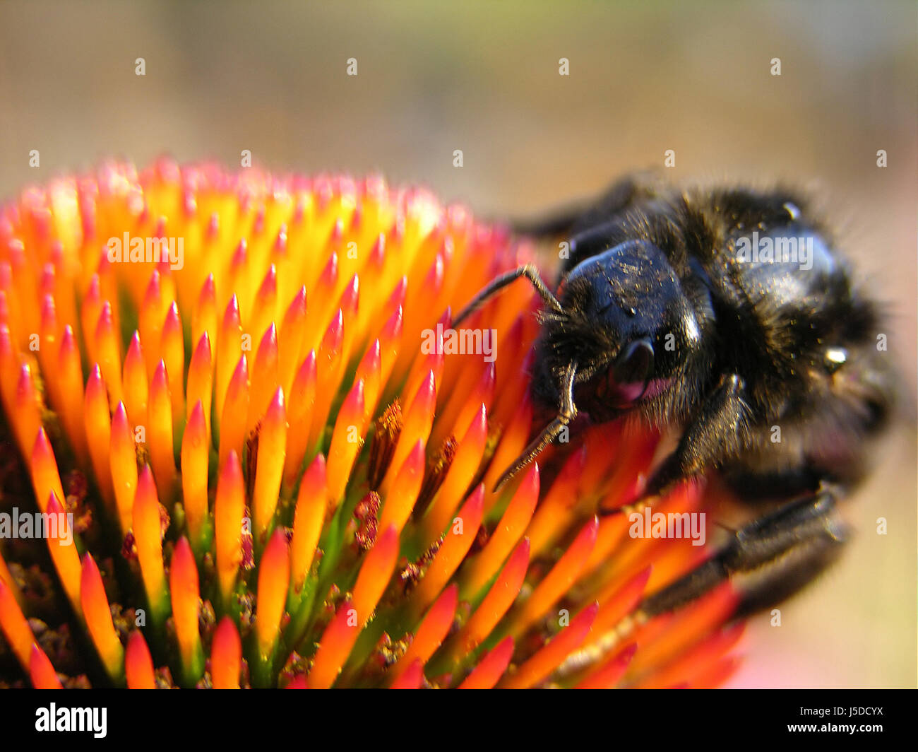 bumblebee pollen nectar antenna in front sun shade insect bee