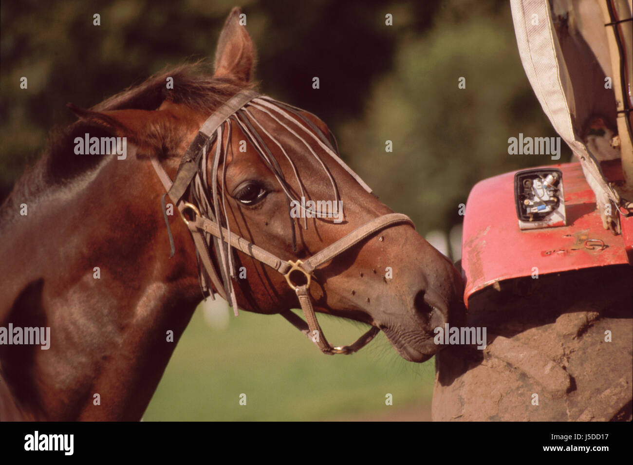 horse engineering halter tractor mudguard refusal browner ripen red coarse old Stock Photo