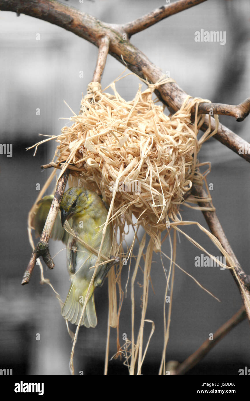 build flight bird birds wing nest branch beak plait lichens bast phloem