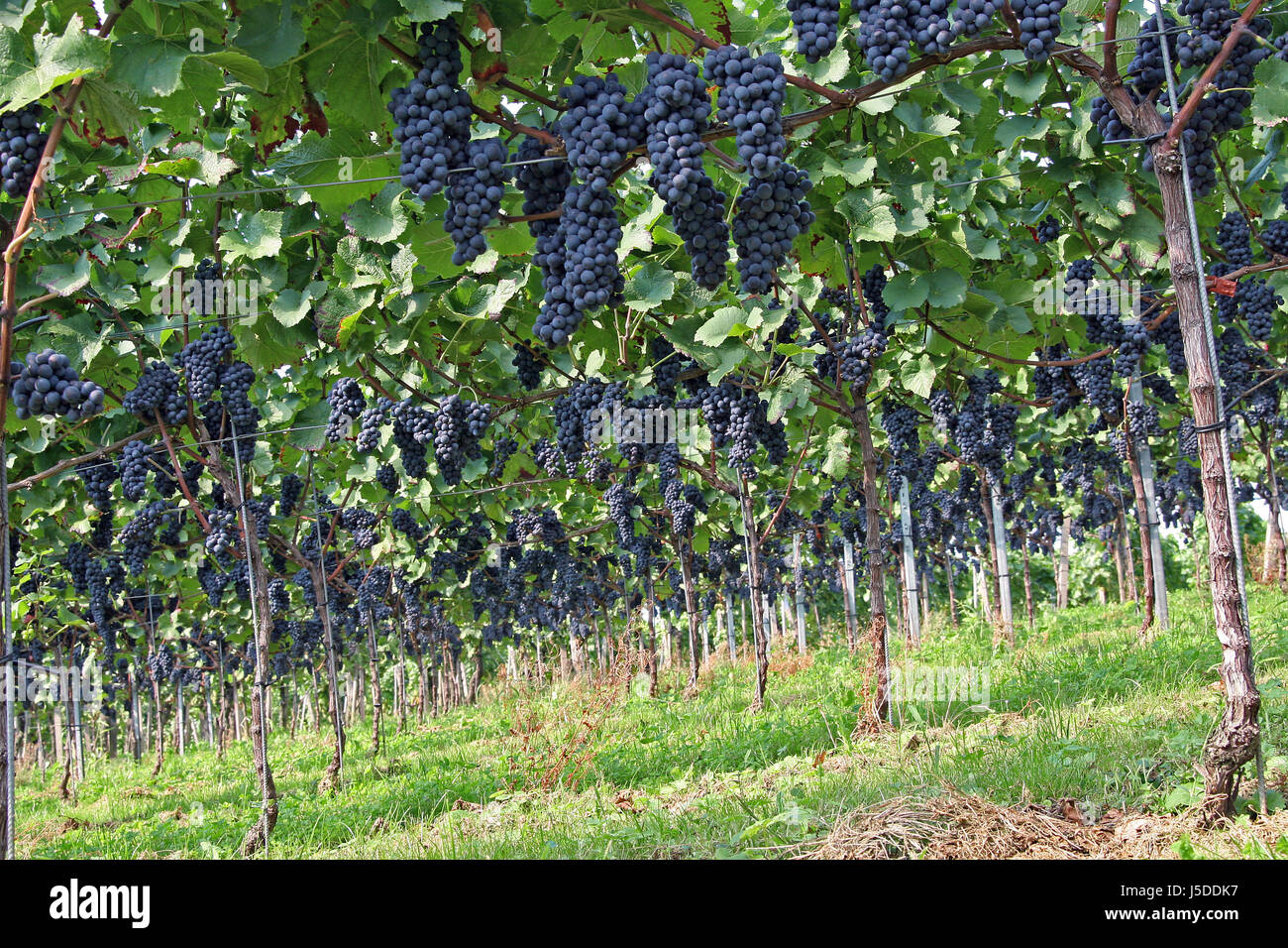 grapes wine red wine harvest vintage vineyard vines fruit vine leaves ...