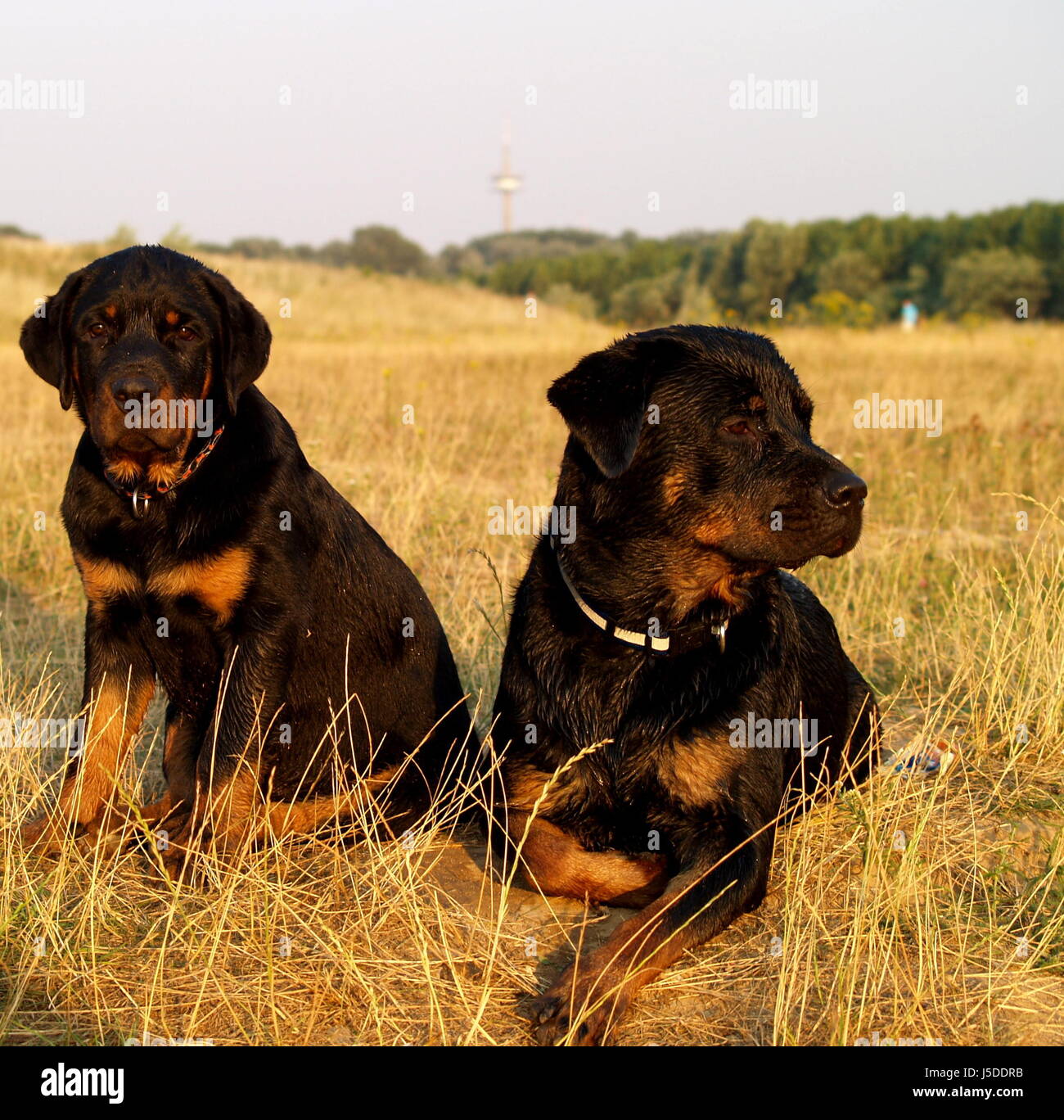black swarthy jetblack deep black dog dogs puppy pedigree dog 