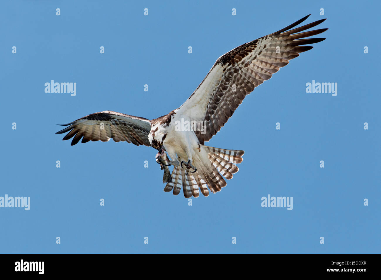 Osprey - Pandion haliaetus Stock Photo