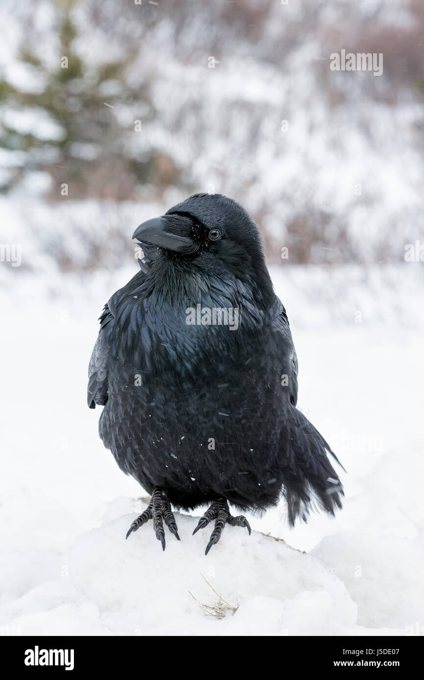 Raven - Corvus corax Stock Photo