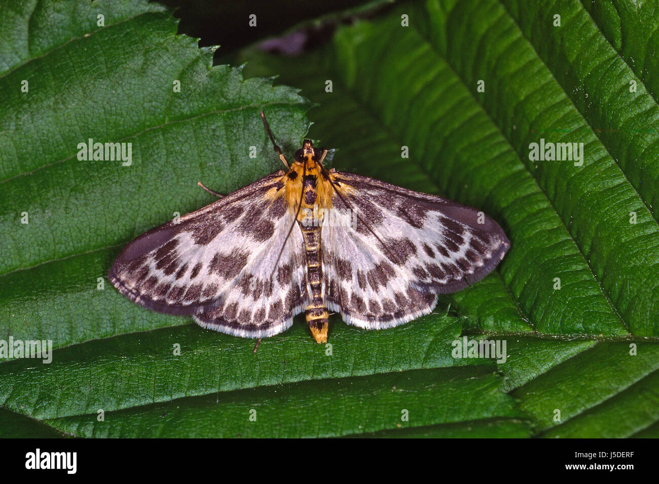 butterfly butterflies moths eurrhypara hortulata eurrhypara urticae Stock Photo