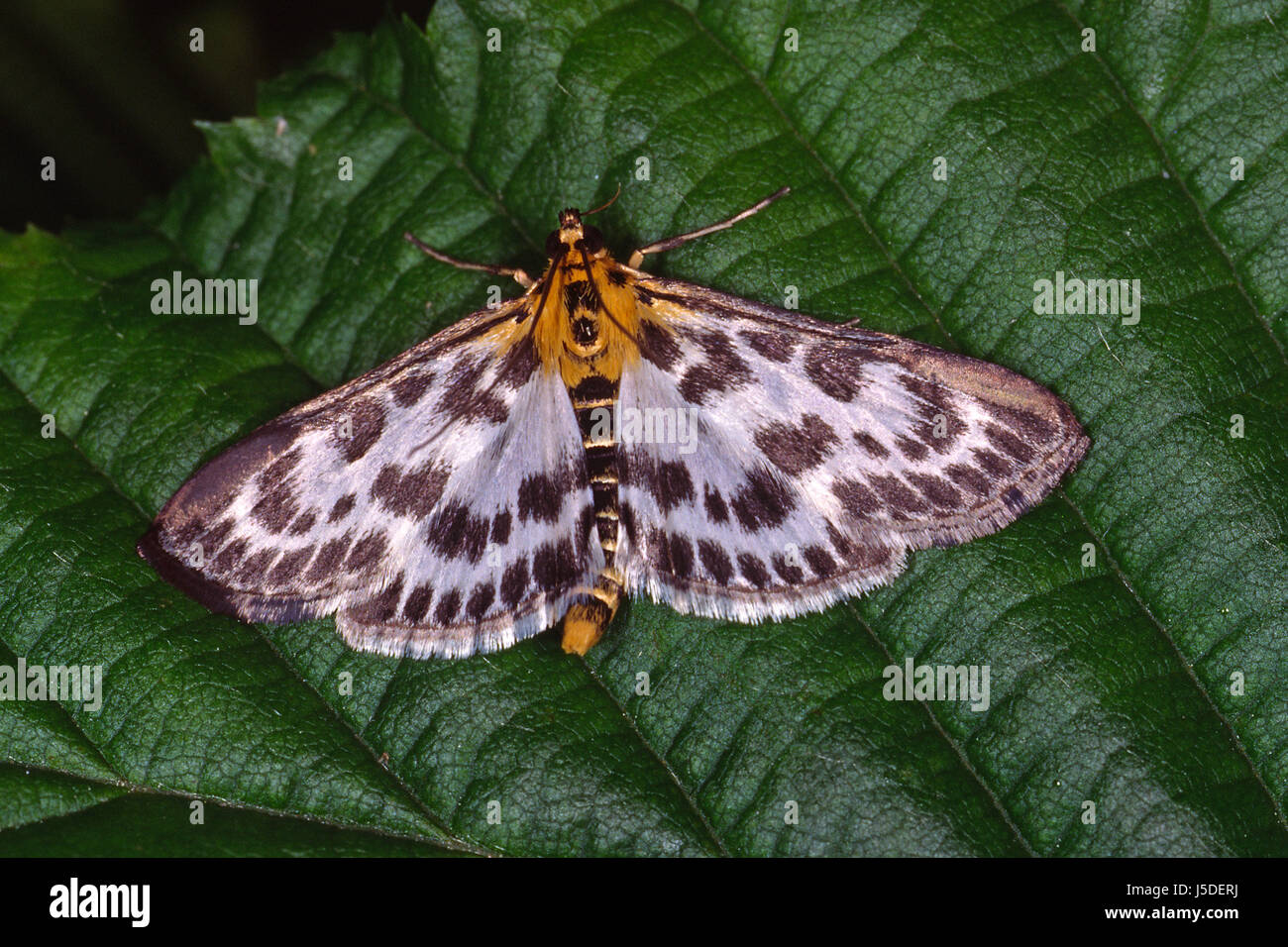 butterfly butterflies moths eurrhypara hortulata eurrhypara urticae Stock Photo