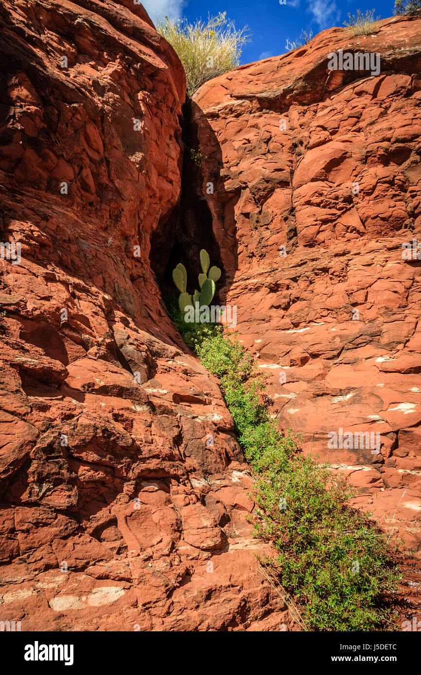 A reliable trickle of water from an opening in the red rocks of Sedona creates a ribbon of green. Stock Photo