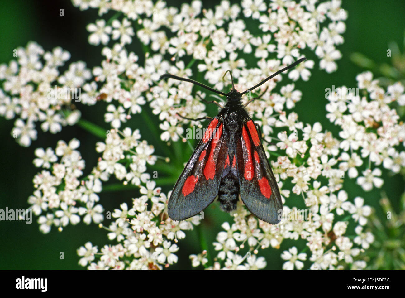 butterfly butterflies moths zygaena scabiosae skabiosen-widderchen nachtfalter Stock Photo