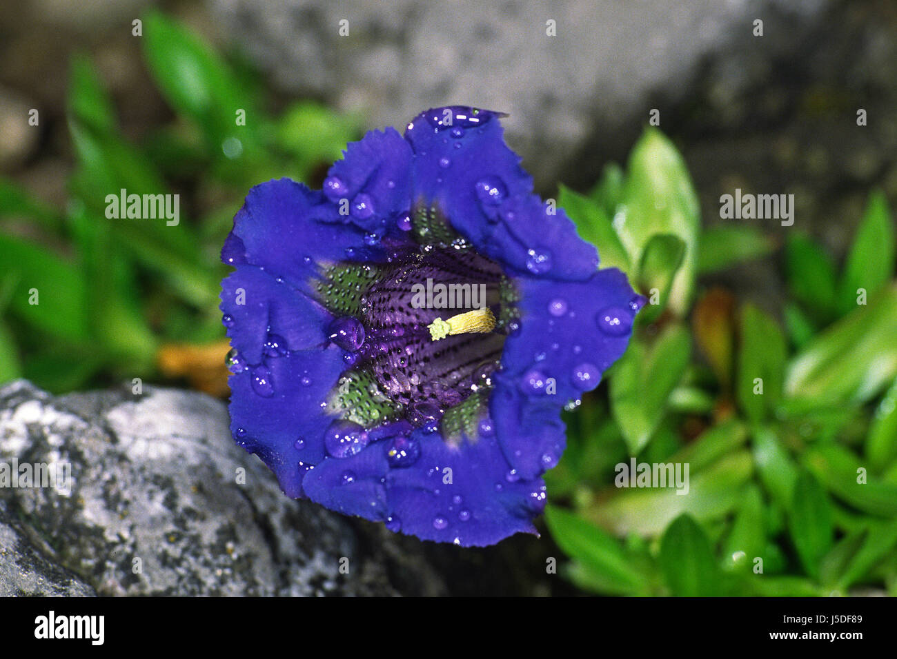 blue raindrop flower flowers plant gentian alpine flowers ornamental plants Stock Photo