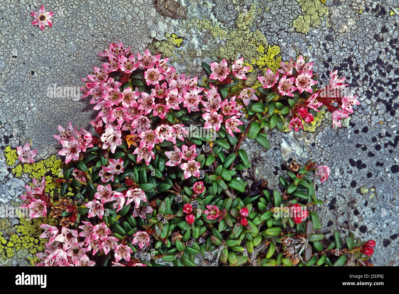 stone flower flowers plant rock alpine flowers rockery ornamental