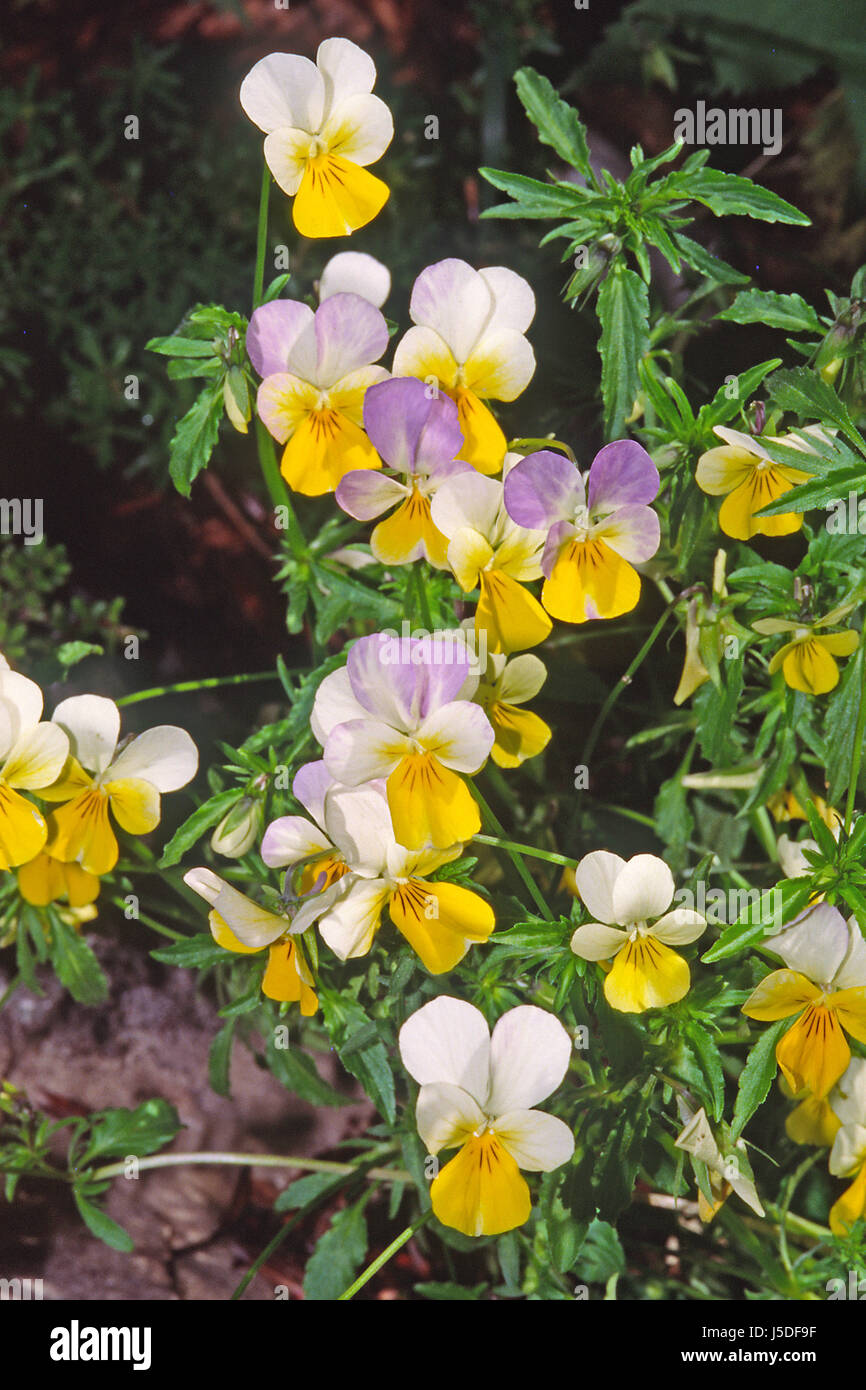 viola tricolor,ssp. alpina,heartsease Stock Photo