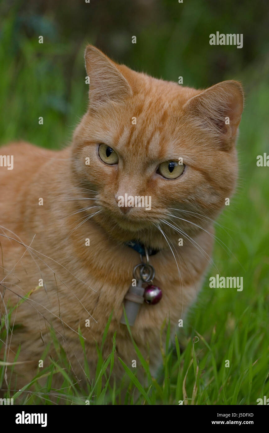 pet mammal striated predator bad peccant wickedly evil necklace pussycat cat Stock Photo