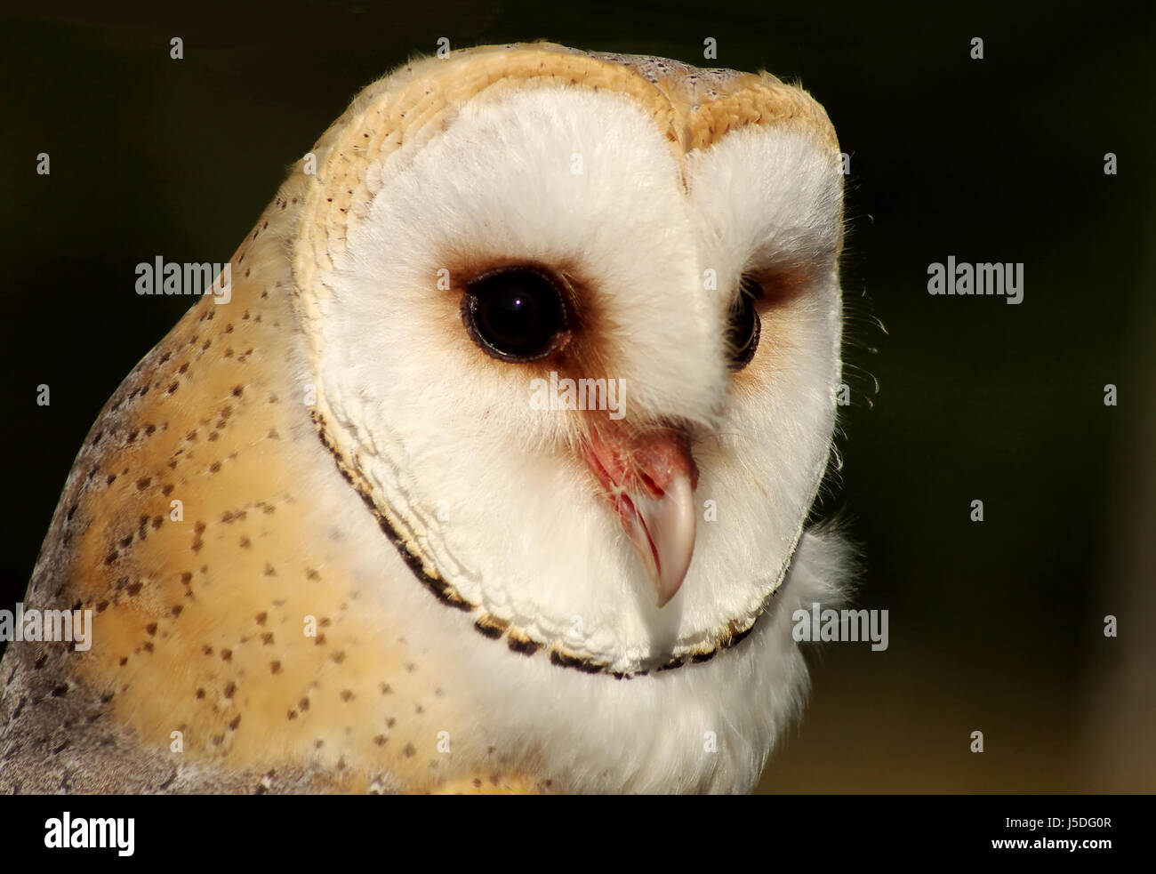animal bird birds raptor falconer falconry owls shrews barn owl barn owls Stock Photo