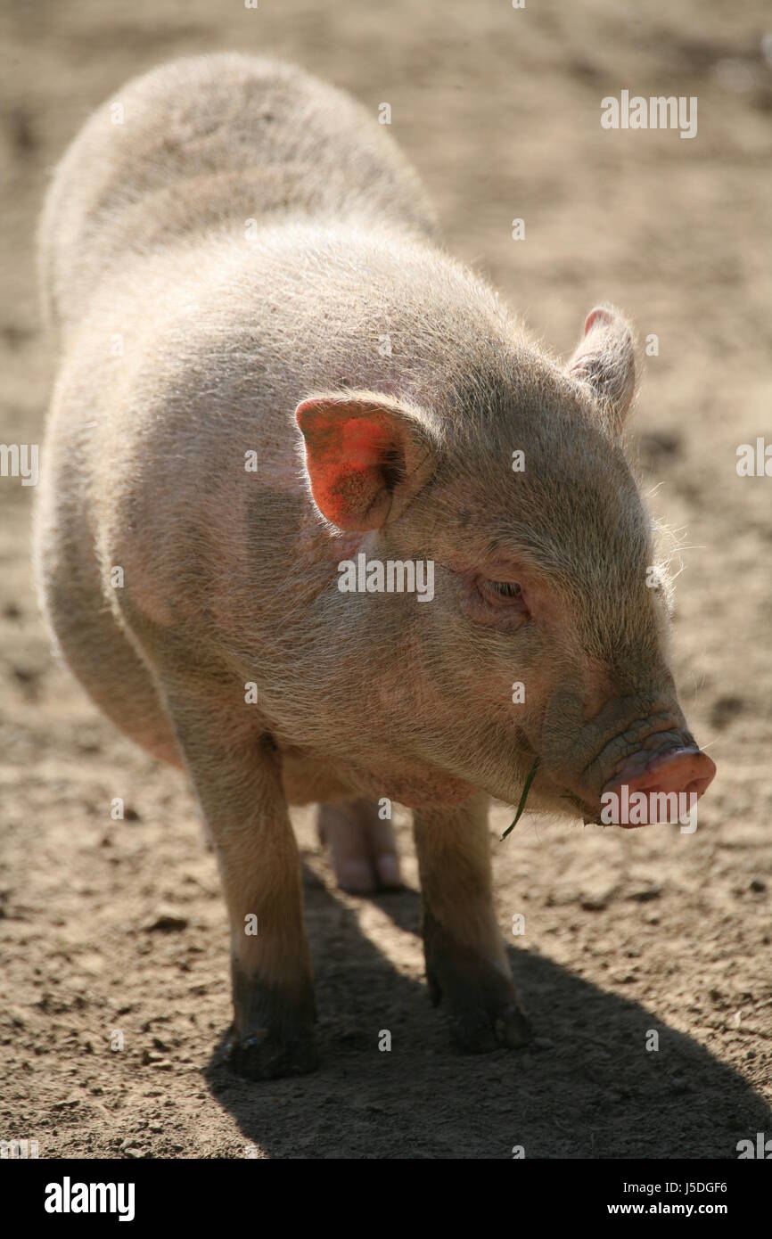 farm animal bristles bristly domestic pig pig pig breeding cute