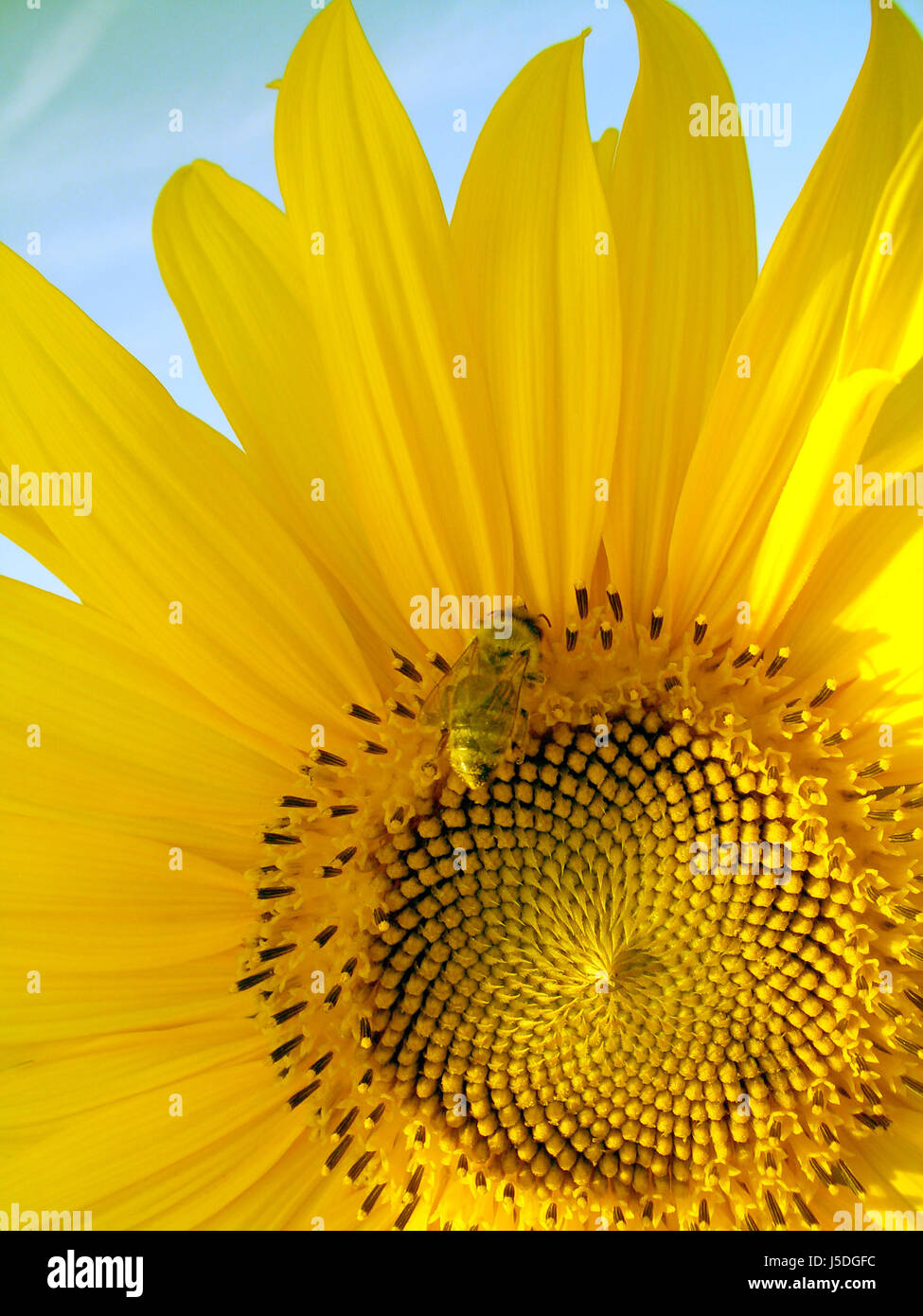 flower,sunflower,plant,wasp,petal,hand,firmament,sky,yellow,insect,bee,sunflower Stock Photo