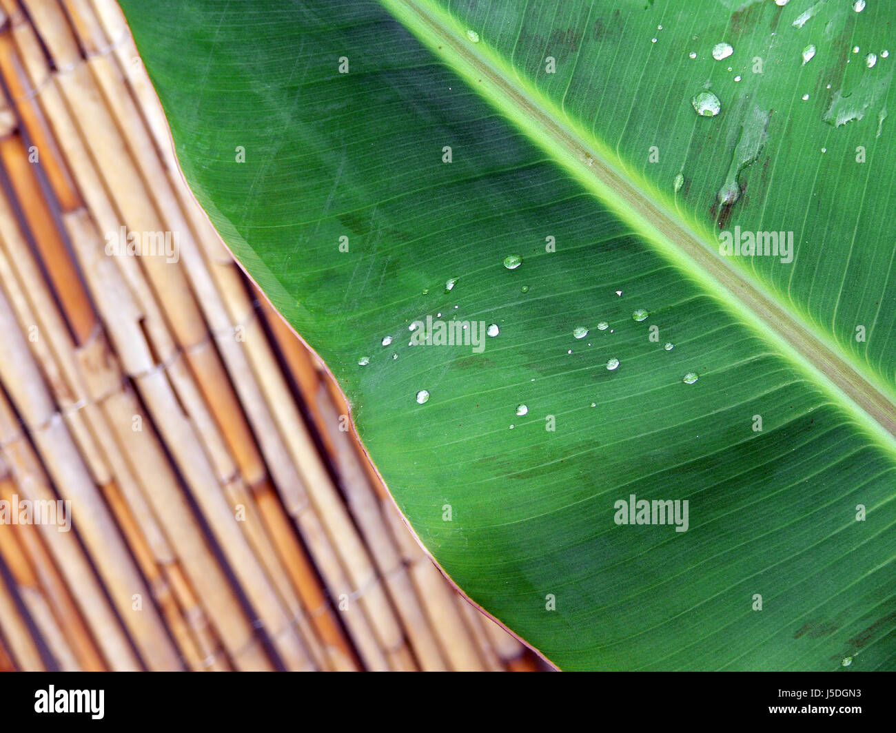 leaf green ripe diagonal fruit contrasts contrast dew palm tree veins ...