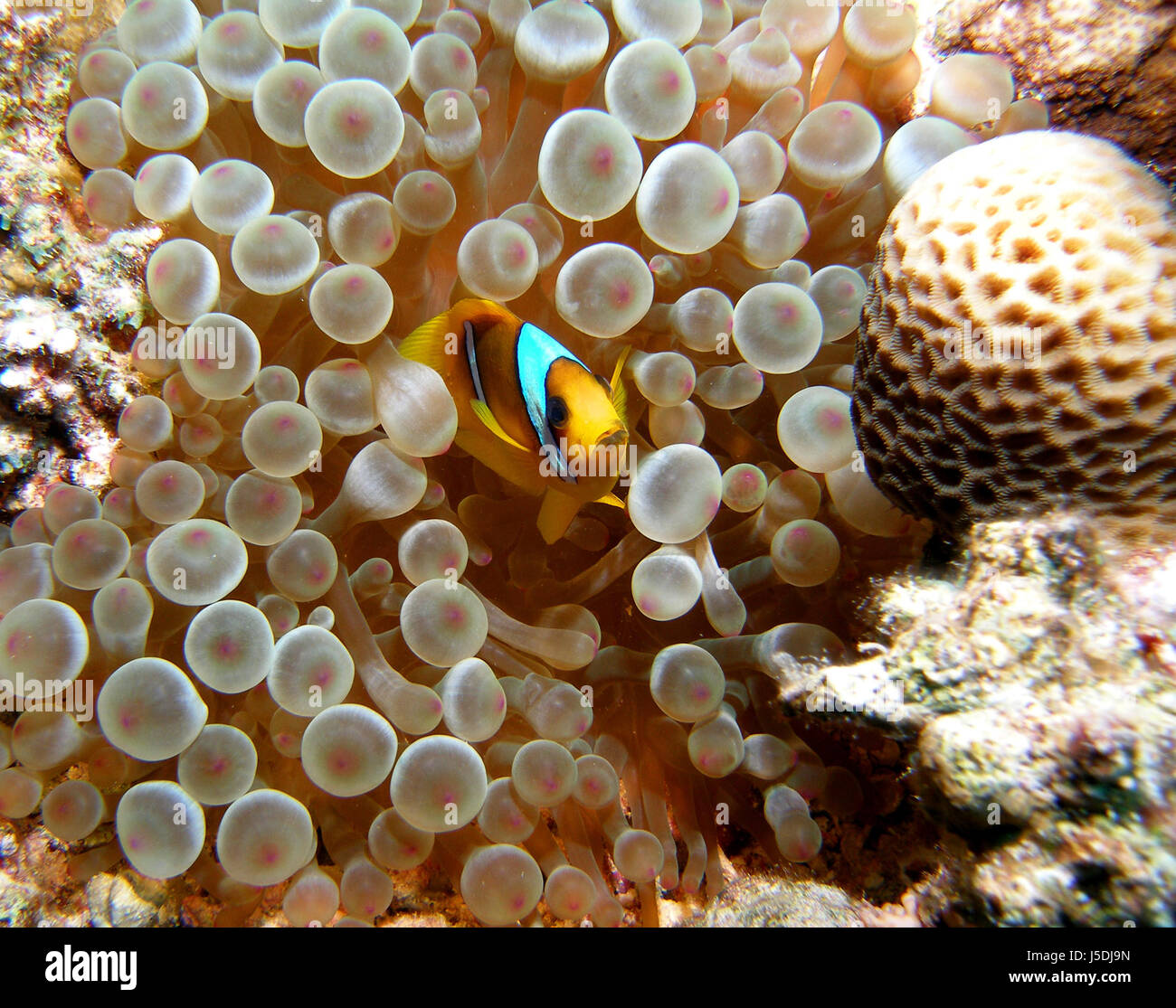 nemo in bubble-tip anemone Stock Photo