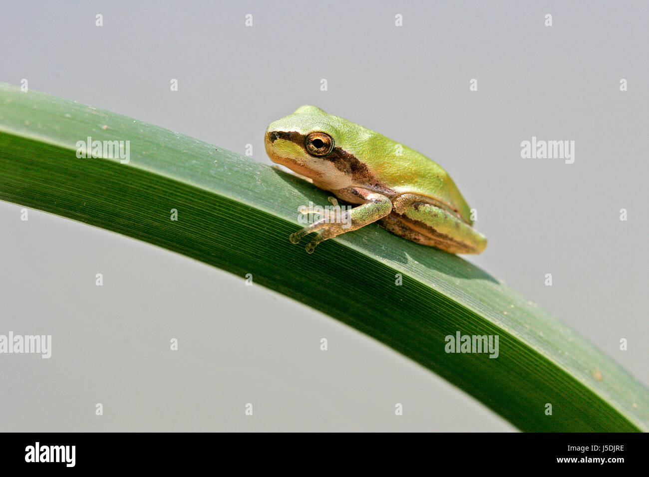 hyla meridionalis,mediterranean tree frog Stock Photo Alamy