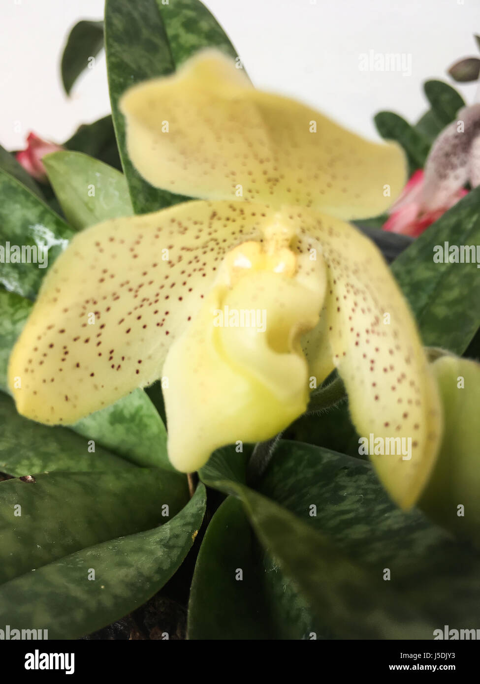 Beautiful Yellow Orchid Flower Tree, stock photo Stock Photo