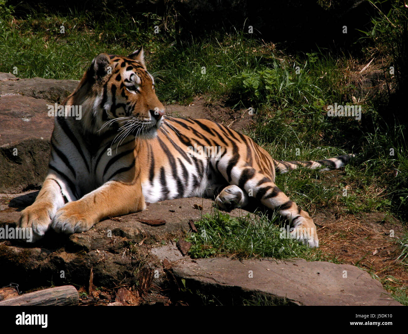 Tiger Lie snug big cat feline predator cat tiger lie lying lies predator pussycat ...