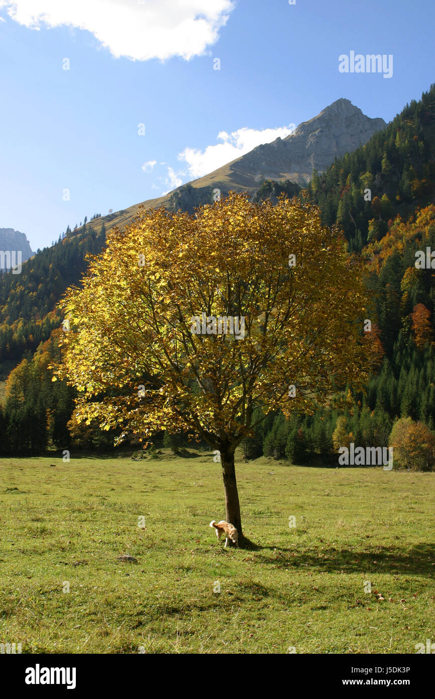 blue beautiful beauteously nice tree trees animal coloured colourful ...