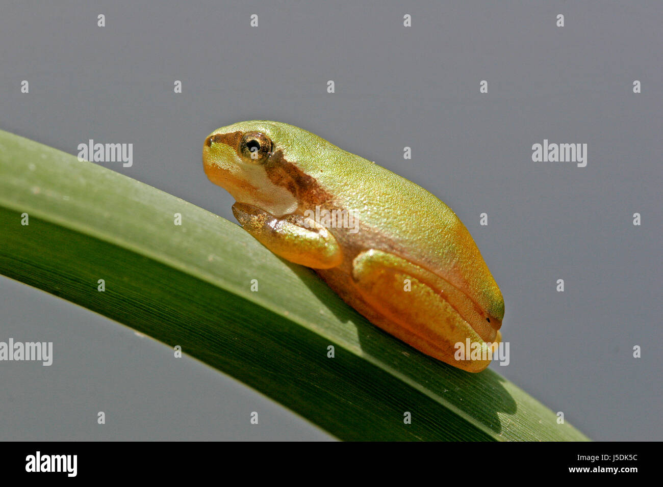 mediterranean tree frog,hyla meridionalis Stock Photo Alamy